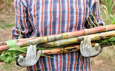 A man holding harvested sugar cane in Guatemala